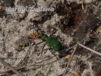 Groene zandloopkever [Cicindela campestris]